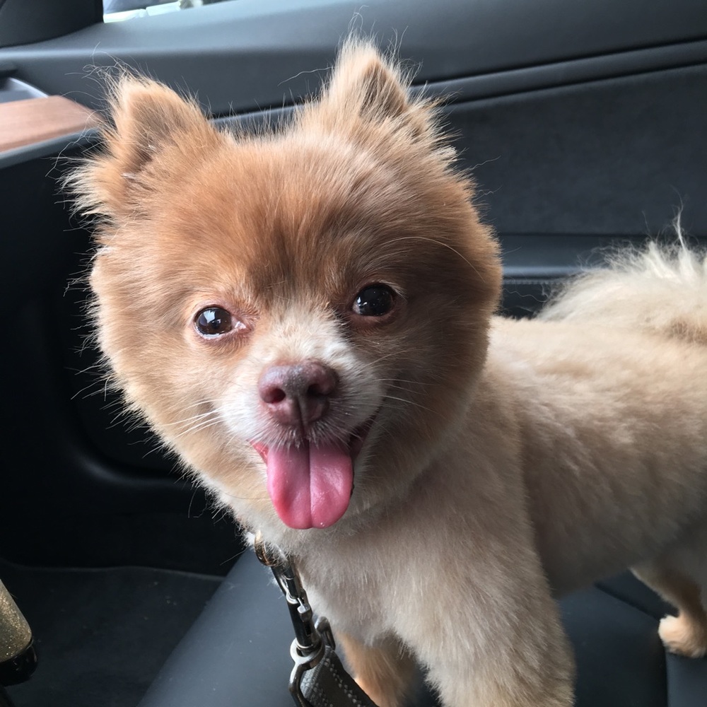 Meet your Posher, Maria